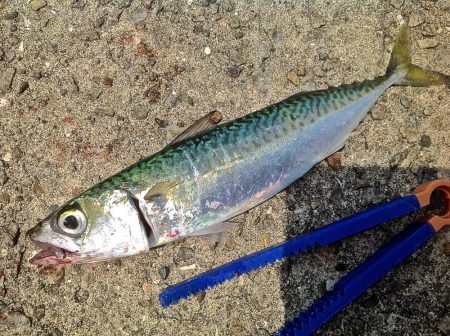 ちょい投げキスとサビキサヨリ